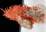 Bright Orange Crocoite Crystals - Tasmania #40603-3